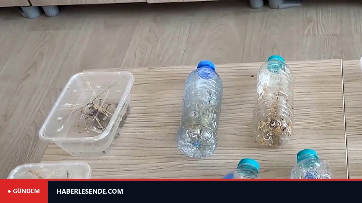 Canlı çekirge toplanması ile ilgili 'genetik çalışma' uyarısı!