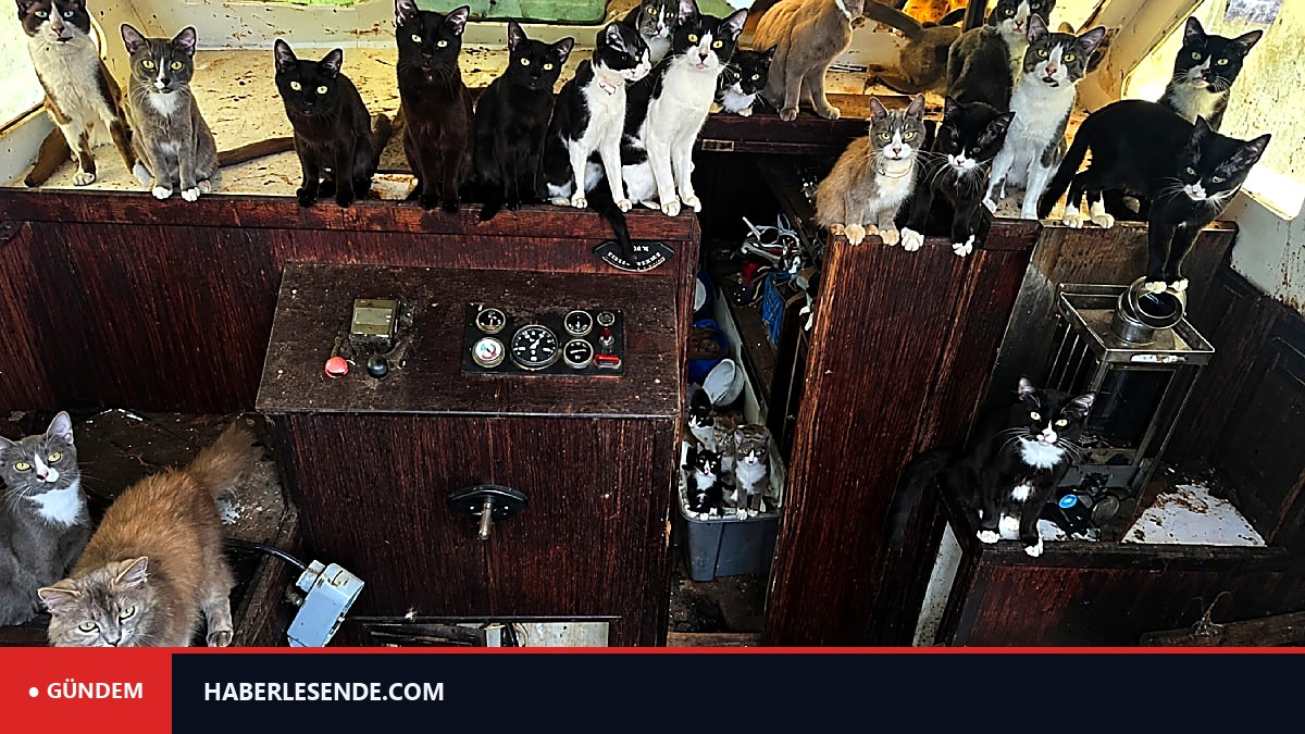 Ekipler gördüklerine inanamadı: Terk edilmiş teknede 60 kedi bulundu