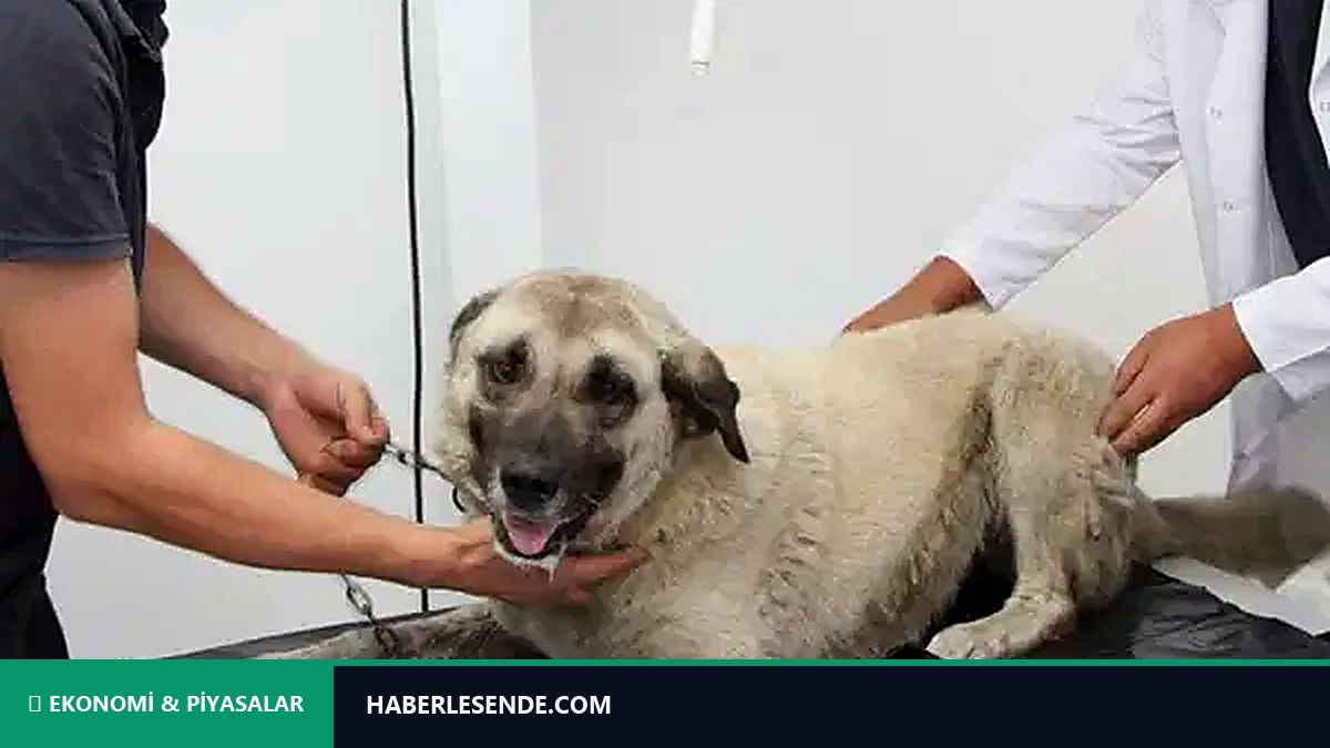 Gözaltına alınmıştı: Giresun'da köpeği ezen sürücü serbest bırakıldı