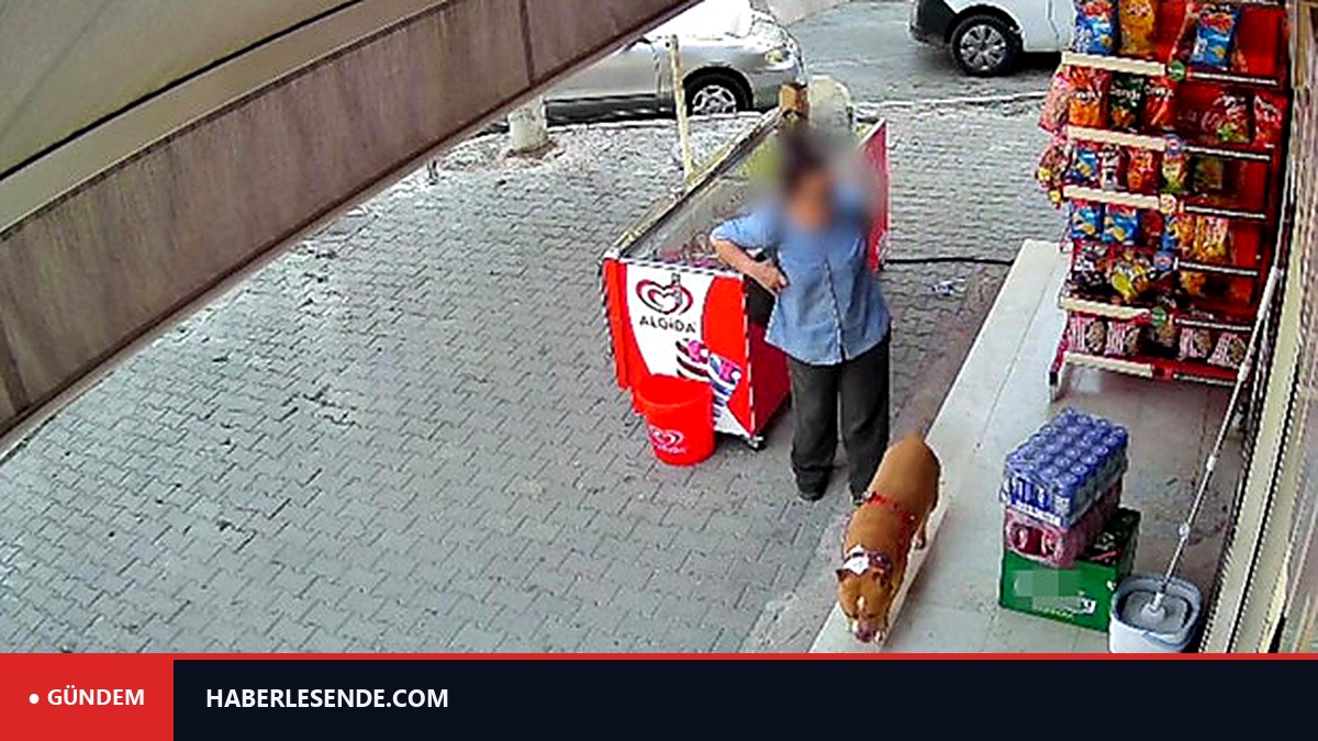 İzmir'de tasmasız pitbull dehşeti: Köpeğini korumak isterken parmağından oldu