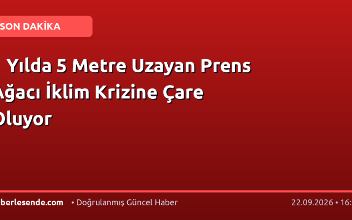 1 Yılda 5 Metre Uzayan Prens Ağacı İklim Krizine Çare Oluyor