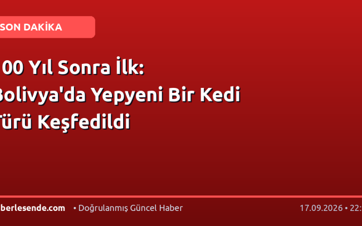 100 Yıl Sonra İlk: Bolivya'da Yepyeni Bir Kedi Türü Keşfedildi