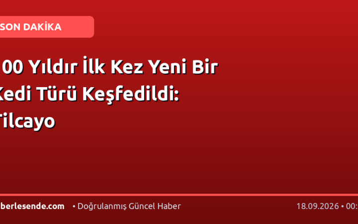 100 Yıldır İlk Kez Yeni Bir Kedi Türü Keşfedildi: Tilcayo
