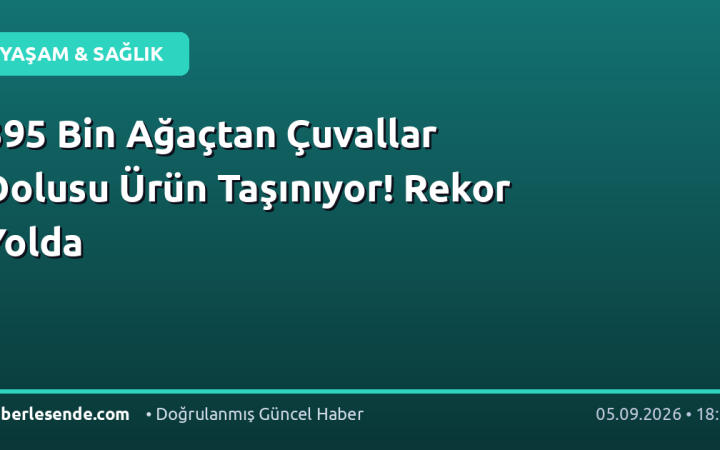 395 Bin Ağaçtan Çuvallar Dolusu Ürün Taşınıyor! Rekor Yolda