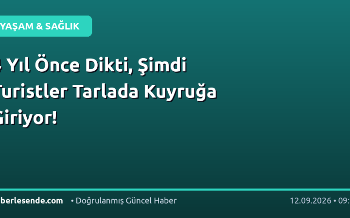 4 Yıl Önce Dikti, Şimdi Turistler Tarlada Kuyruğa Giriyor!