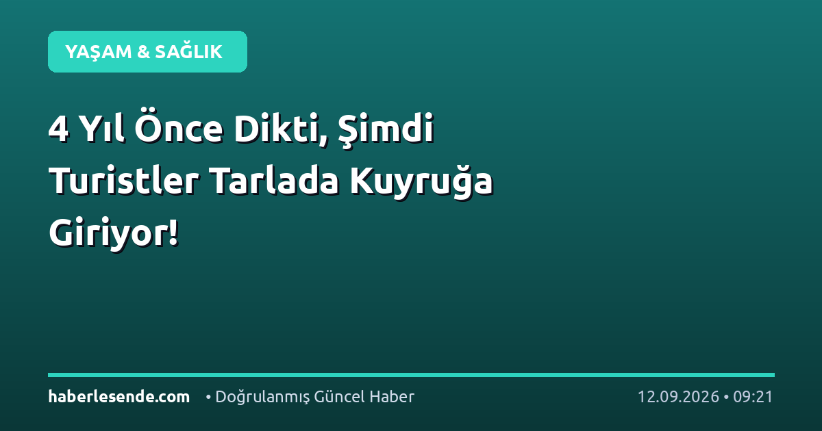 4 Yıl Önce Dikti, Şimdi Turistler Tarlada Kuyruğa Giriyor!