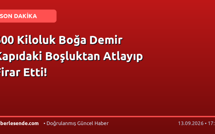 600 Kiloluk Boğa Demir Kapıdaki Boşluktan Atlayıp Firar Etti!