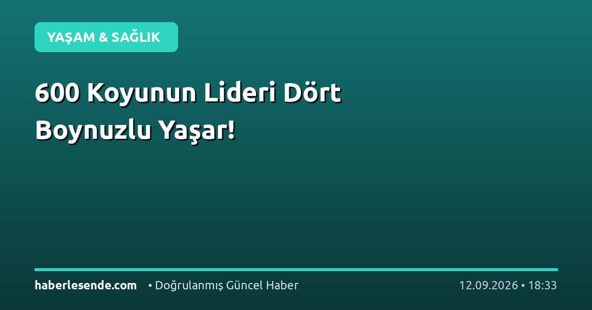 600 Koyunun Lideri Dört Boynuzlu Yaşar!
