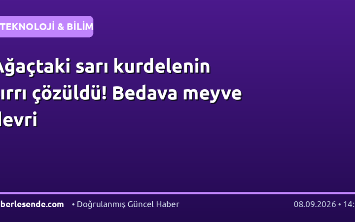 Ağaçtaki sarı kurdelenin sırrı çözüldü! Bedava meyve devri
