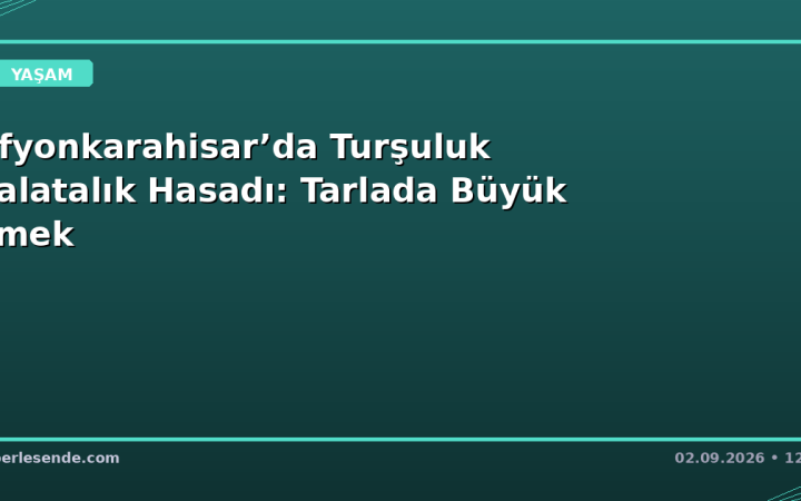 Afyonkarahisar’da Turşuluk Salatalık Hasadı: Tarlada Büyük Emek
