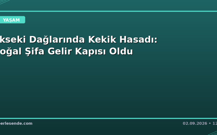 Akseki Dağlarında Kekik Hasadı: Doğal Şifa Gelir Kapısı Oldu
