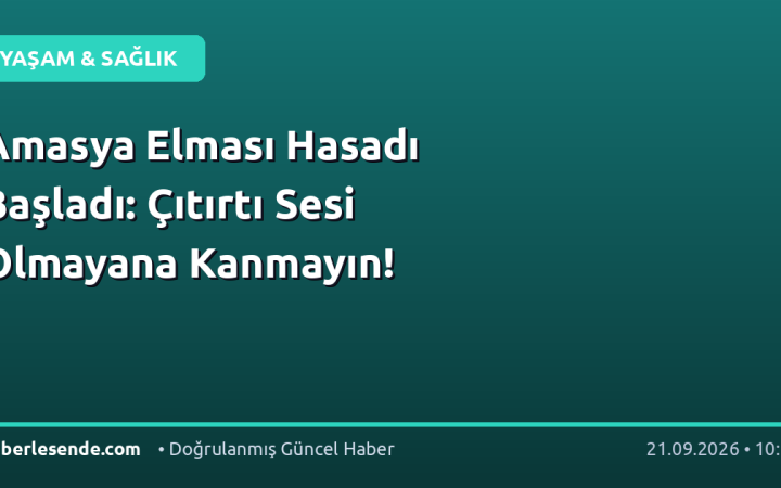 Amasya Elması Hasadı Başladı: Çıtırtı Sesi Olmayana Kanmayın!