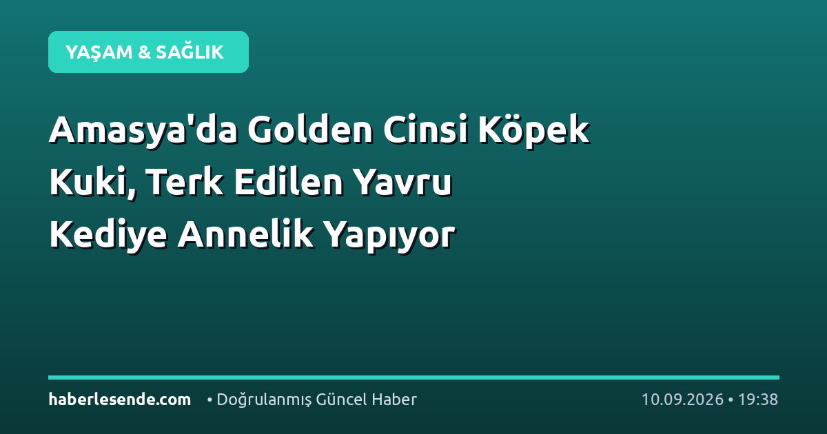 Amasya'da Golden Cinsi Köpek Kuki, Terk Edilen Yavru Kediye Annelik Yapıyor