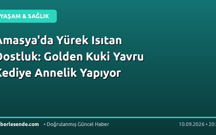 Amasya'da Yürek Isıtan Dostluk: Golden Kuki Yavru Kediye Annelik Yapıyor