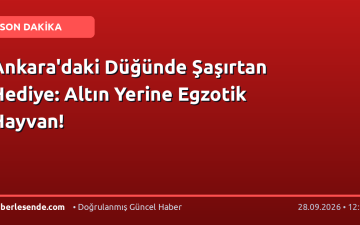 Ankara'daki Düğünde Şaşırtan Hediye: Altın Yerine Egzotik Hayvan!