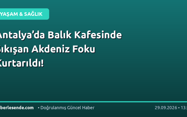 Antalya’da Balık Kafesinde Sıkışan Akdeniz Foku Kurtarıldı!