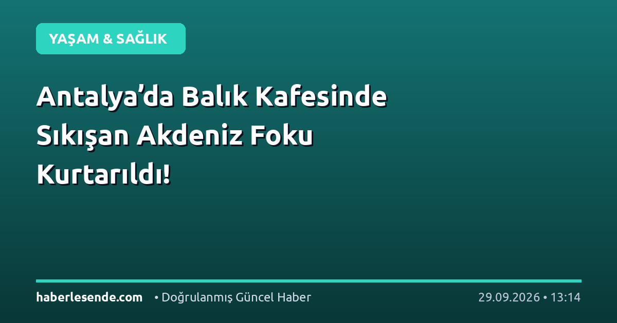 Antalya’da Balık Kafesinde Sıkışan Akdeniz Foku Kurtarıldı!