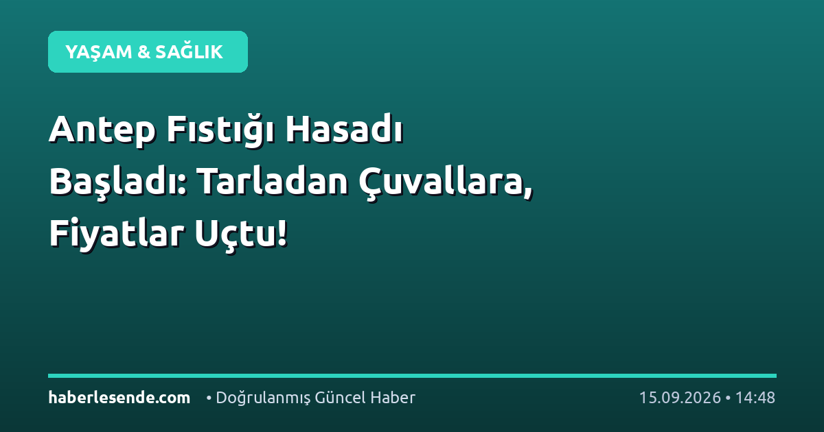 Antep Fıstığı Hasadı Başladı: Tarladan Çuvallara, Fiyatlar Uçtu!