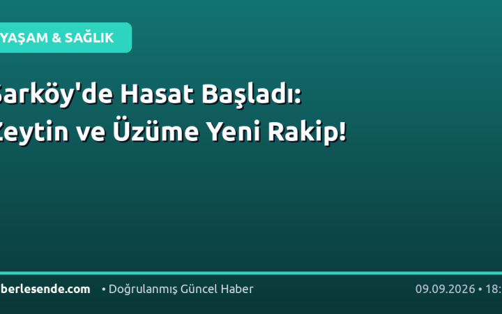Şarköy'de Hasat Başladı: Zeytin ve Üzüme Yeni Rakip!