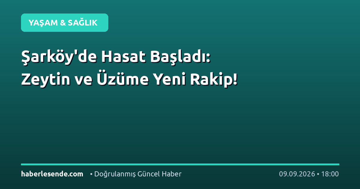 Şarköy'de Hasat Başladı: Zeytin ve Üzüme Yeni Rakip!