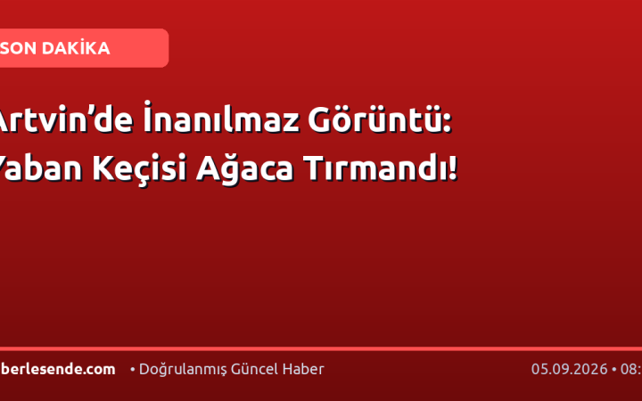 Artvin’de İnanılmaz Görüntü: Yaban Keçisi Ağaca Tırmandı!