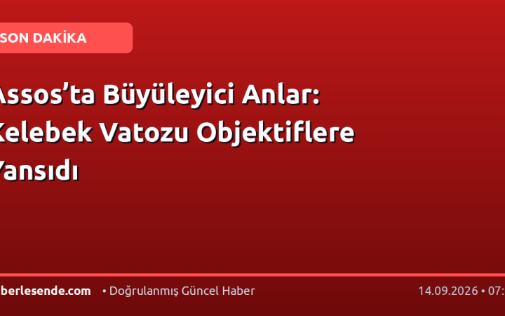 Assos’ta Büyüleyici Anlar: Kelebek Vatozu Objektiflere Yansıdı