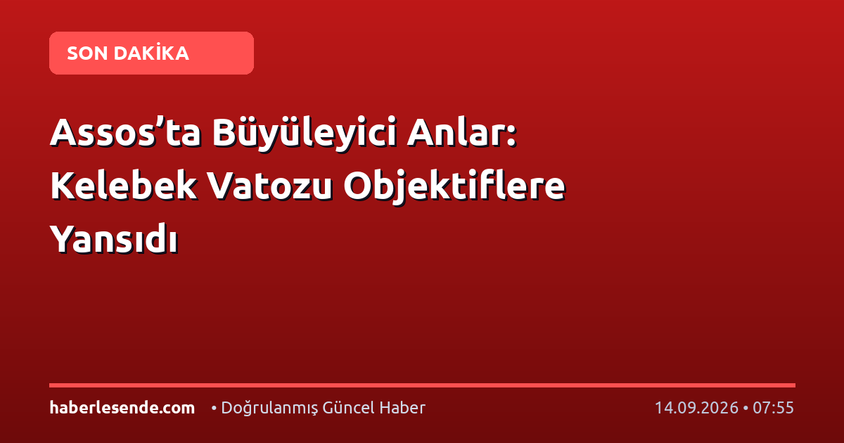 Assos’ta Büyüleyici Anlar: Kelebek Vatozu Objektiflere Yansıdı