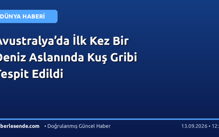 Avustralya’da İlk Kez Bir Deniz Aslanında Kuş Gribi Tespit Edildi