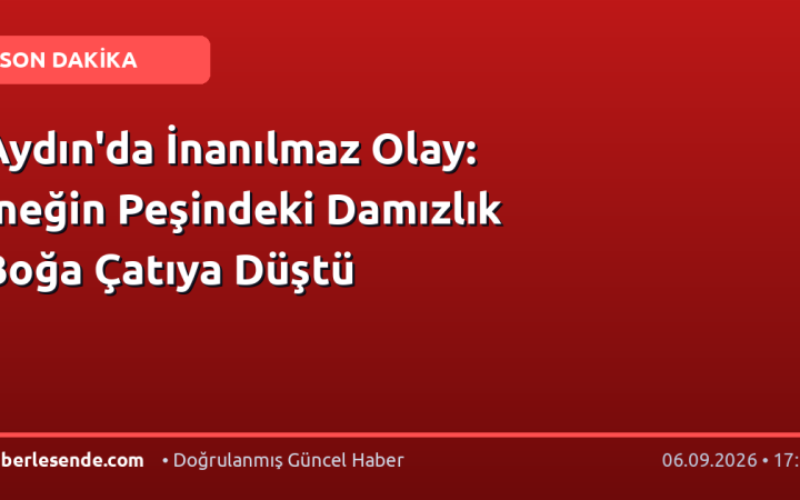 Aydın'da İnanılmaz Olay: İneğin Peşindeki Damızlık Boğa Çatıya Düştü