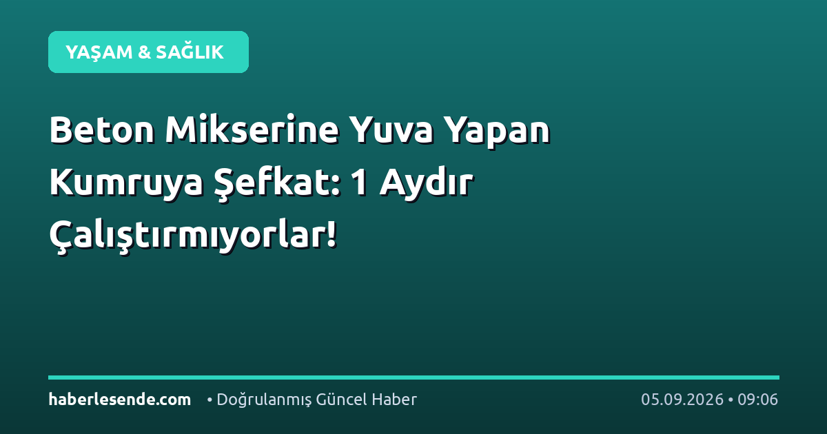 Beton Mikserine Yuva Yapan Kumruya Şefkat: 1 Aydır Çalıştırmıyorlar!