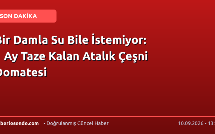 Bir Damla Su Bile İstemiyor: 1 Ay Taze Kalan Atalık Çeşni Domatesi