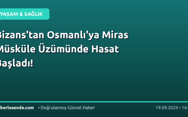 Bizans'tan Osmanlı'ya Miras Müsküle Üzümünde Hasat Başladı!