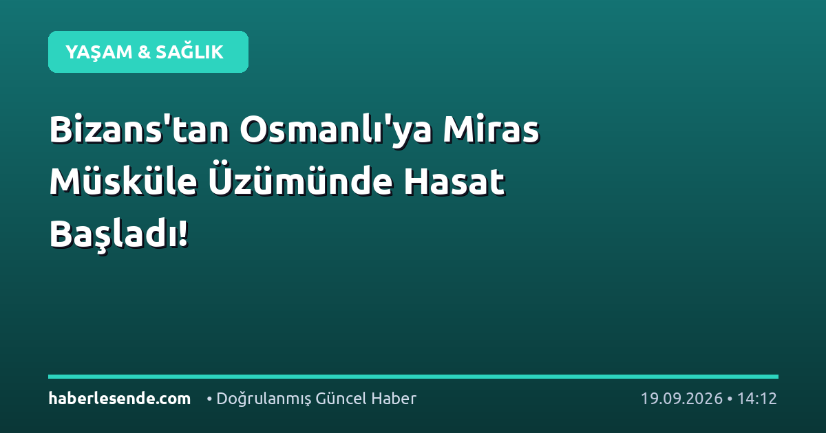 Bizans'tan Osmanlı'ya Miras Müsküle Üzümünde Hasat Başladı!