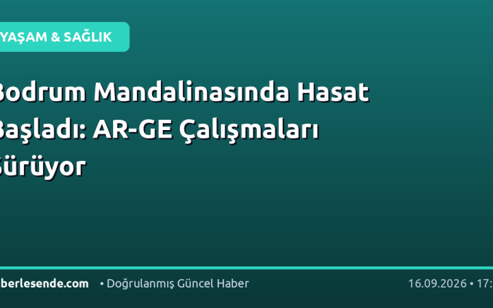 Bodrum Mandalinasında Hasat Başladı: AR-GE Çalışmaları Sürüyor