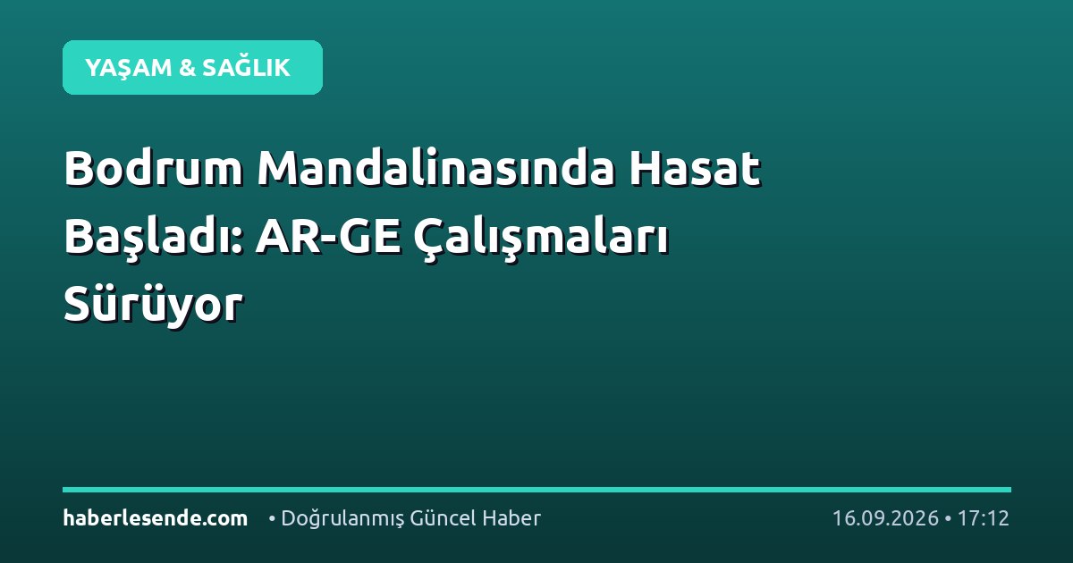 Bodrum Mandalinasında Hasat Başladı: AR-GE Çalışmaları Sürüyor