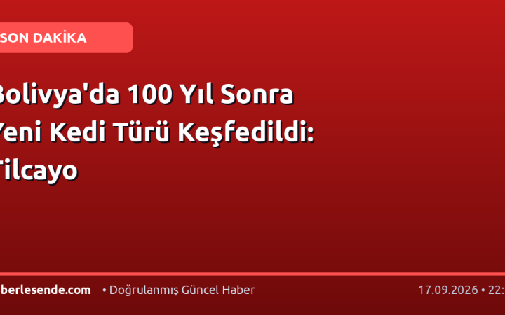 Bolivya'da 100 Yıl Sonra Yeni Kedi Türü Keşfedildi: Tilcayo