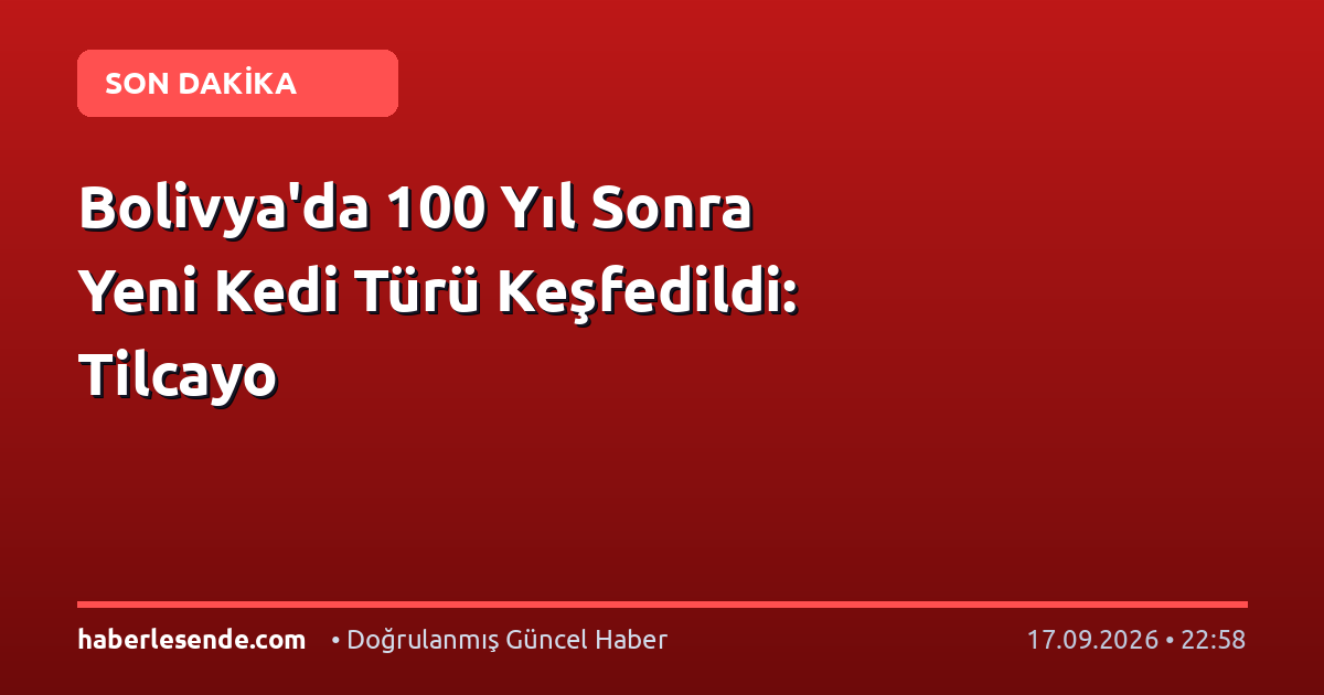 Bolivya'da 100 Yıl Sonra Yeni Kedi Türü Keşfedildi: Tilcayo