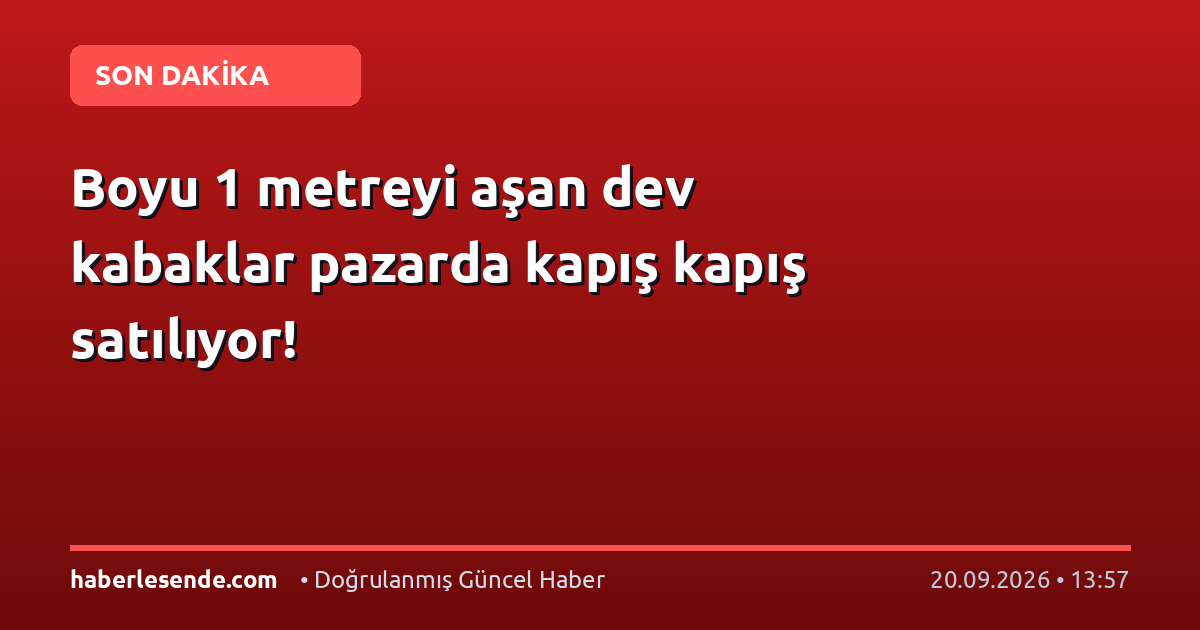 Boyu 1 metreyi aşan dev kabaklar pazarda kapış kapış satılıyor!