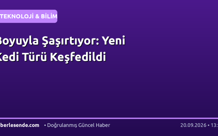 Boyuyla Şaşırtıyor: Yeni Kedi Türü Keşfedildi