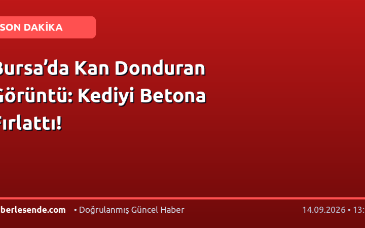 Bursa’da Kan Donduran Görüntü: Kediyi Betona Fırlattı!