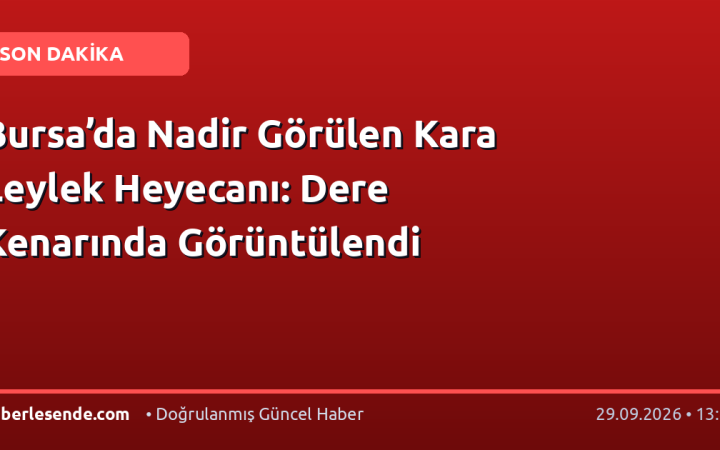 Bursa’da Nadir Görülen Kara Leylek Heyecanı: Dere Kenarında Görüntülendi