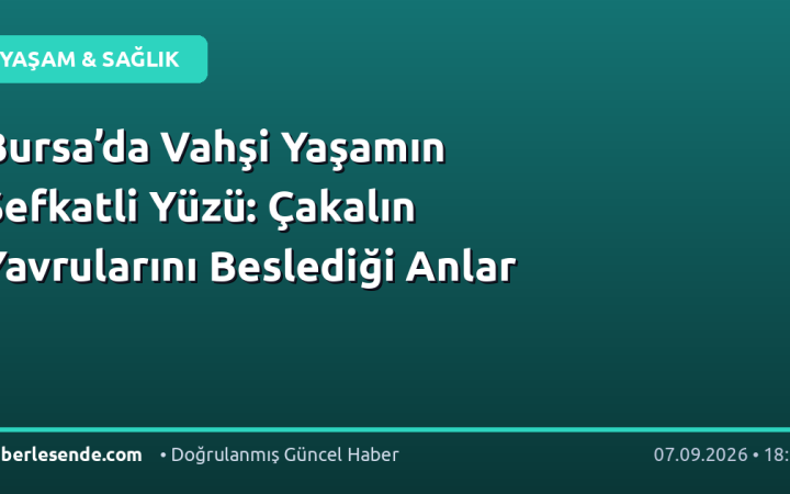 Bursa’da Vahşi Yaşamın Şefkatli Yüzü: Çakalın Yavrularını Beslediği Anlar