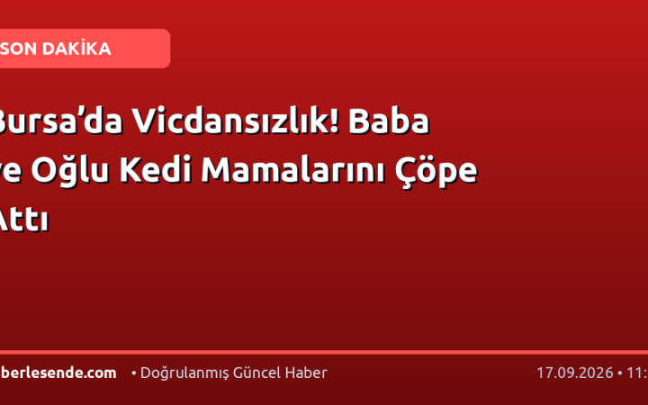 Bursa’da Vicdansızlık! Baba ve Oğlu Kedi Mamalarını Çöpe Attı
