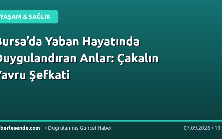 Bursa’da Yaban Hayatında Duygulandıran Anlar: Çakalın Yavru Şefkati