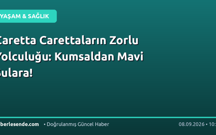 Caretta Carettaların Zorlu Yolculuğu: Kumsaldan Mavi Sulara!
