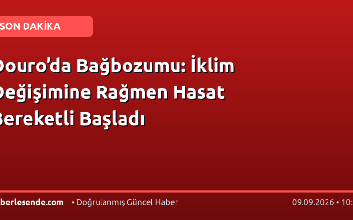 Douro’da Bağbozumu: İklim Değişimine Rağmen Hasat Bereketli Başladı