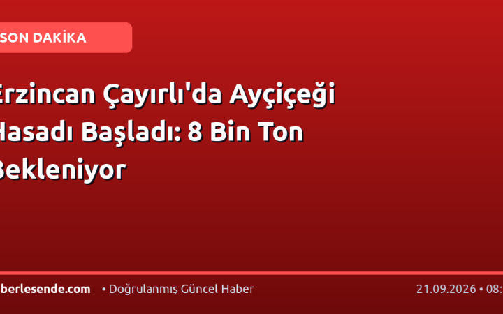 Erzincan Çayırlı'da Ayçiçeği Hasadı Başladı: 8 Bin Ton Bekleniyor