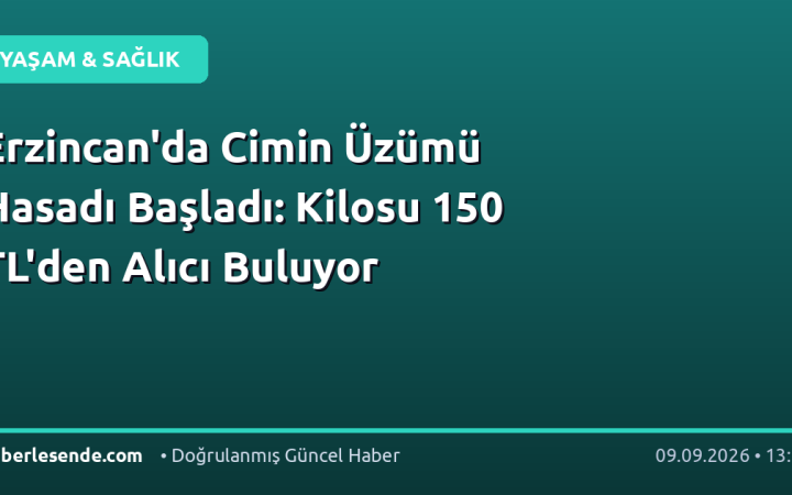 Erzincan'da Cimin Üzümü Hasadı Başladı: Kilosu 150 TL'den Alıcı Buluyor