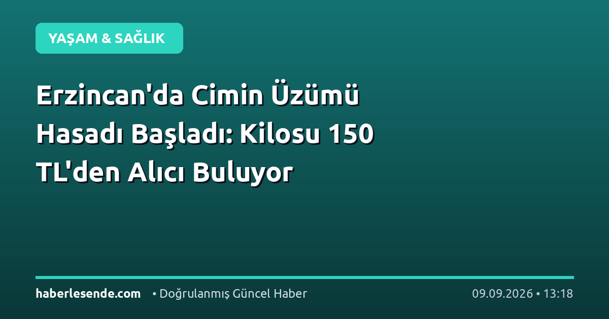 Erzincan'da Cimin Üzümü Hasadı Başladı: Kilosu 150 TL'den Alıcı Buluyor