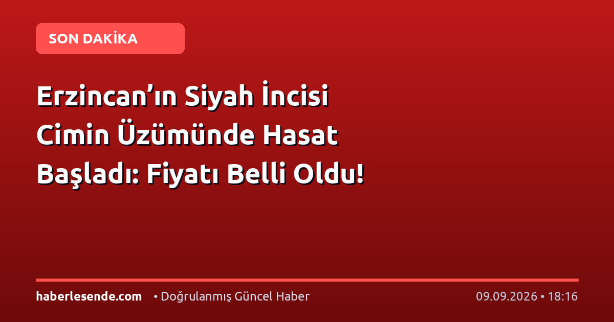 Erzincan’ın Siyah İncisi Cimin Üzümünde Hasat Başladı: Fiyatı Belli Oldu!